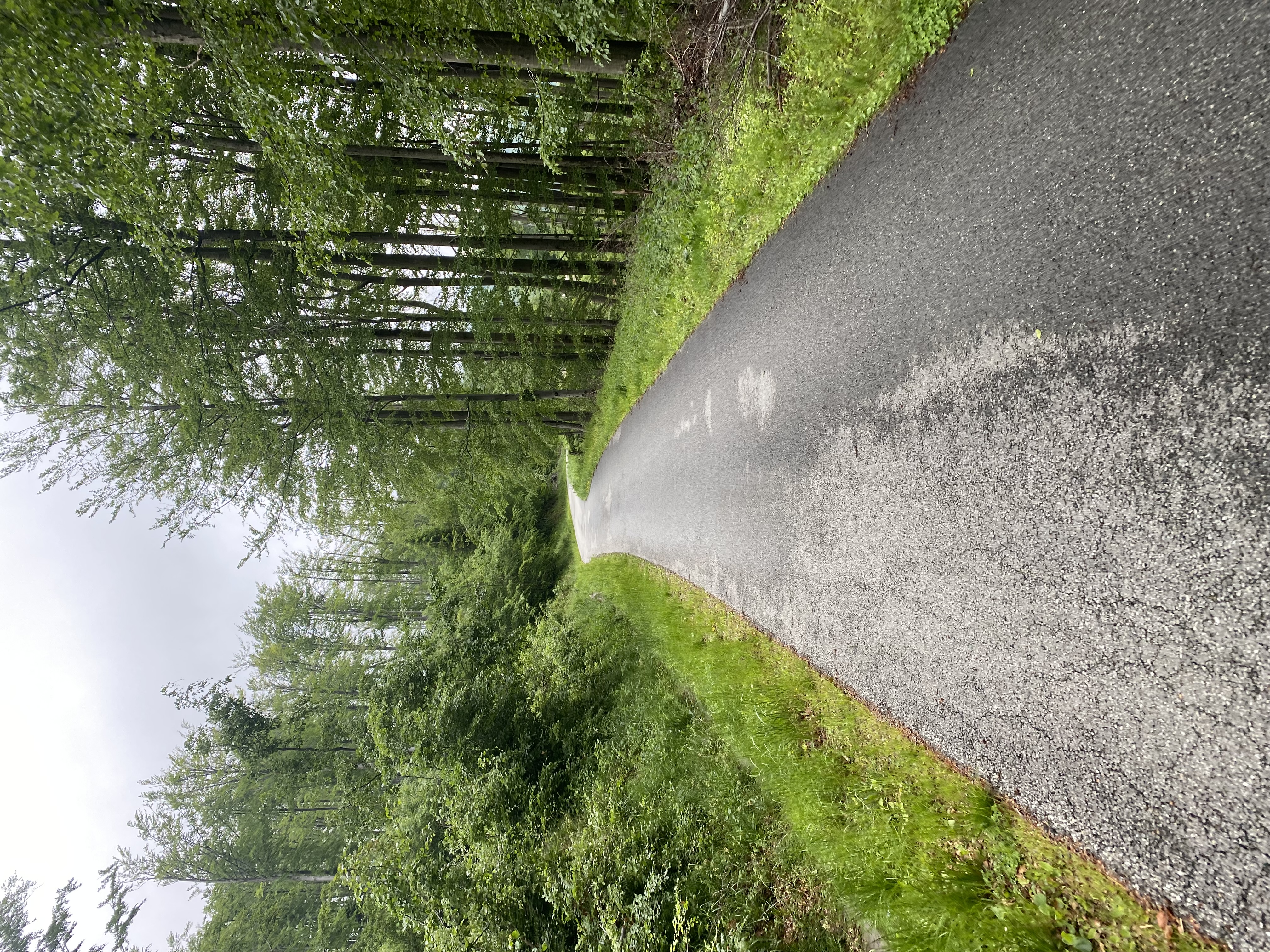 Asphalt road without car traffic