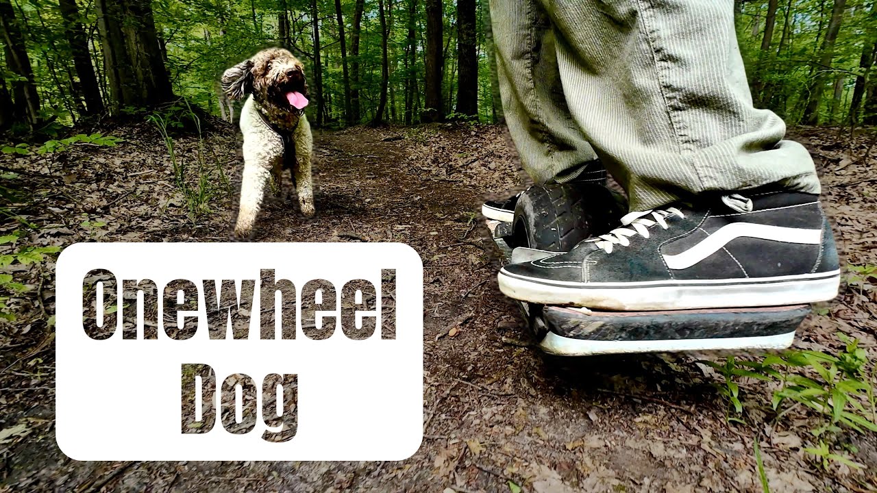 This Is Bira, the Onewheel Dog